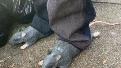 Photo of Crea sandalias con forma de ratas