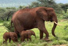 Photo of Nacen dos elefantas gemelas en una reserva natural en Kenia