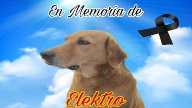 Photo of Por pirotecnia fallece ‘Elektro’, perrito adoptado en tienda de Coahuila