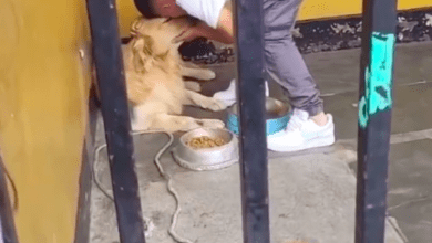 Photo of Futbolista peruano se despide de su perrito antes de viajar a México 
