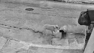 Photo of Perros callejeros matan a gato en Opichén; vecinos temen más ataques