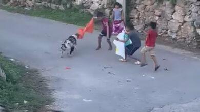 Photo of Niños “torean” a perrito; bella estampa yucateca