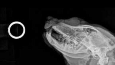 Photo of Atacan a perrito con pirotecnia en Guanajuato