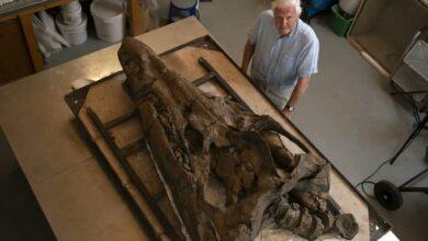 Photo of Extraen el cráneo del fósil perfecto de un pliosaurio