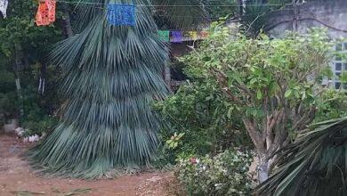 Photo of Venden arbolitos navideños mayas sustentables hechos de guano 