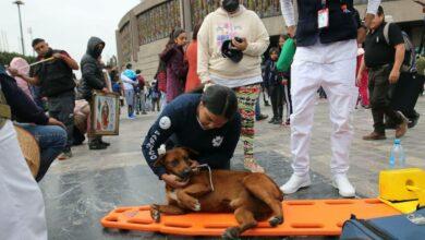 Photo of Perrito guadalupanos se desvanece en la Basílica; fue atendido