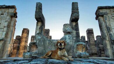 Photo of “Osita”, la guardiana de Chichén Itzá