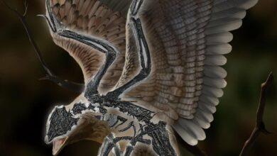 Photo of Pájaro con cabeza de Tiranosaurio Rex podría ser clave de los dinosaurios en aves