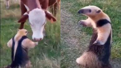 Photo of Oso hormiguero confronta a una vaca