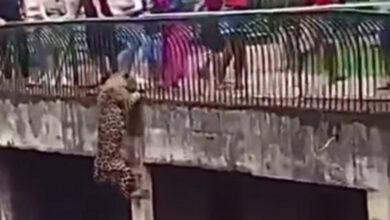 Photo of Jaguar escala jaula de zoológico; casi llega a visitantes