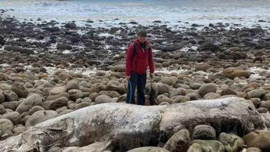 Photo of Misteriosa ‘bestia marina sin rostro’ desconcierta a lugareños de playa británica