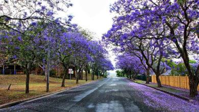 Photo of Jacarandas florecen en enero en CDMX ¿Se adelantó la primavera?