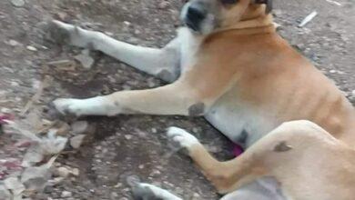 Photo of Buscan a “perrito viajero”, viajó de Sinanché a Dzidzantún por accidente 