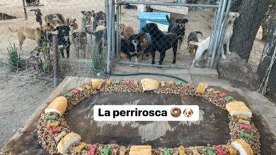 Photo of Perritos de albergue también tuvieron Rosca de Reyes; hecha de croquetas 