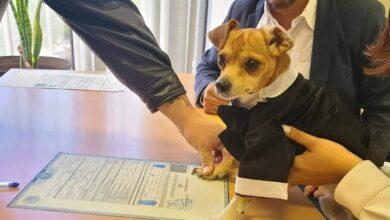 Photo of Perrito firma como testigo en la boda de sus dueños 
