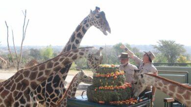 Photo of “Benito” celebra su nueva familia con pastel gigante de zanahorias 