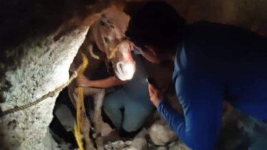 Photo of Rescatan a caballo que cayó en cueva de Tekax