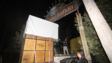 Photo of La jirafa Benito ya llegó a su nuevo hogar