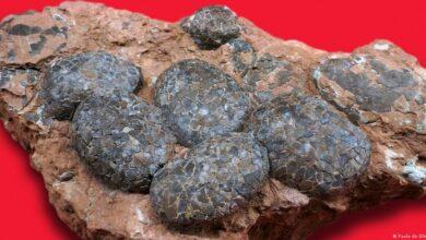 Photo of Hallan extraños huevos de dinosaurio cristalizados en China