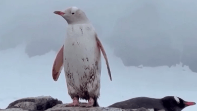 Photo of Hallan raro pingüino blanco en la Antártida