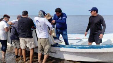 Photo of Vila anuncia que han liberado en su hábitat a delfines varados en Yucatán 