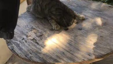 Photo of Gatito atorado en un cilindro de madera