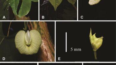 Photo of Investigadores yucatecos hallan tres nuevas especies de plantas 