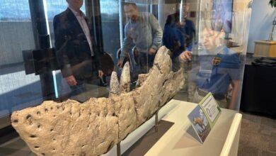 Photo of El hallazgo del pariente más cercano del ‘Tyrannosaurus rex’ ilumina el misterio de estos depredadores