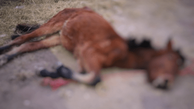 Photo of Captan golpiza a caballito en Puebla