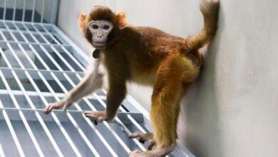 Photo of ReTro, el primer macaco clonado sobrevive más de dos años