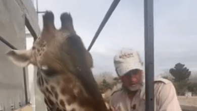 Photo of La sufrida jirafa deja los fríos de Juárez. La acogerá una familia en Africam Safari