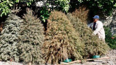 Photo of Abrirán centros de acopio para reciclar árboles de Navidad 