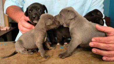 Photo of Rescatan a perritos sagrados de Kukulkán ¡Adopta a uno! 