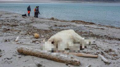 Photo of Prende alerta la muerte de oso polar por gripe aviar