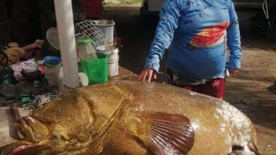 Photo of Capturan cherna de 150 kilos en El Cuyo 