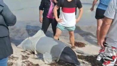 Photo of Encallan delfines en Telchac Puerto