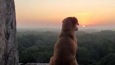 Photo of “Osita”, perrita guardiana de Chichén Itzá contempla el atardecer 