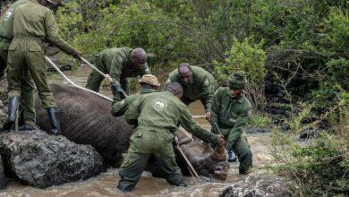 Photo of Kenia inicia la titánica misión de reubicar a 21 rinocerontes