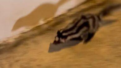 Photo of Captan a Zorrillo Pigmeo en Las Américas 