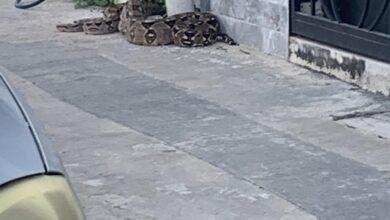 Photo of Enorme serpiente se pasea por calles de Mérida 