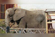 Photo of Como Benito, rescatan a “Annie” elefanta que sufría maltrato 