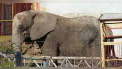 Photo of Como Benito, rescatan a “Annie” elefanta que sufría maltrato 