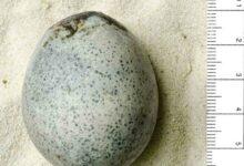 Photo of Descubren huevo de gallina de la antigua Roma