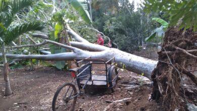 Photo of Árboles caídos por fuertes vientos en Yucatán 