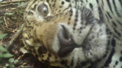 Photo of Jaguar se “toma selfies” en la selva
