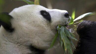 Photo of China planea enviar osos panda al Zoológico de San Diego para retomar diplomacia