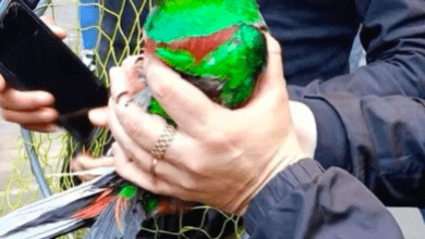 Photo of Rescatan a quetzal que deambulaba en la CDMX 