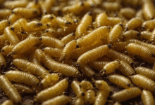 Photo of Le extirpan 150 larvas vivas de su nariz; no sabía que las tenía 