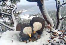 Photo of Las famosas águilas calva protegieron de las tormentas su nido sin moverse
