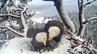Photo of Las famosas águilas calva protegieron de las tormentas su nido sin moverse